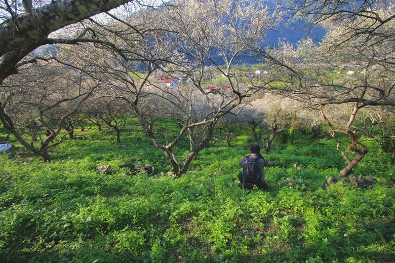 夕陽西下坐在休息區望著雪白樹林格外漂亮。