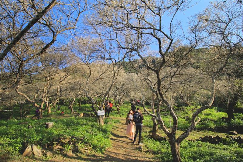 如果覺得不夠看~沒關係~可以繼續往後走,還有不少梅花樹林可欣賞。