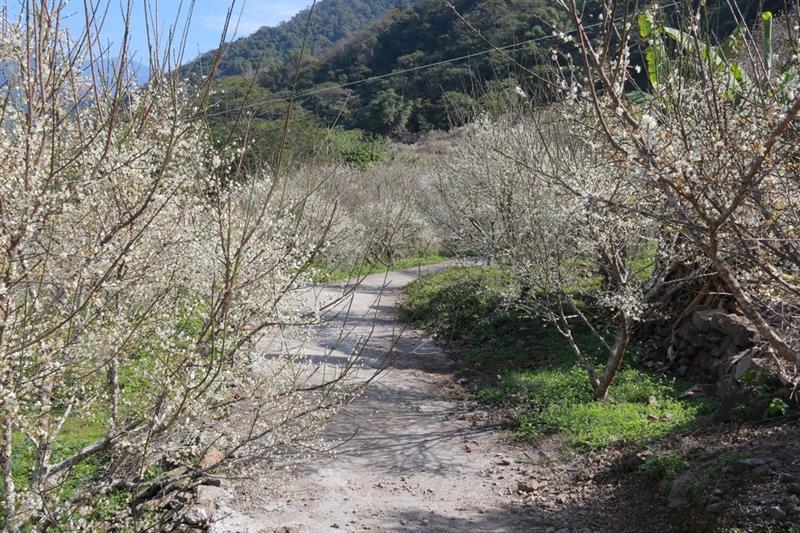 如果有時間也可前往後放走走,還有不少梅花盛開喔。