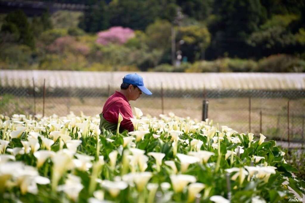 老闆穿著青蛙裝在水田裡整理海芋。
