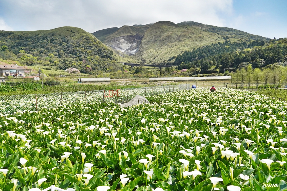 被一整片海芋簇擁包圍著。