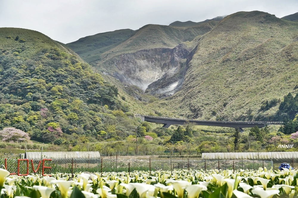 在花田裡眺望著小油坑的煙霧湧起,著實好浪漫啊!