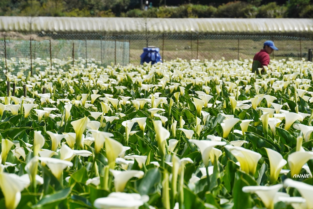 海芋的潔白高雅總是讓我傾心。