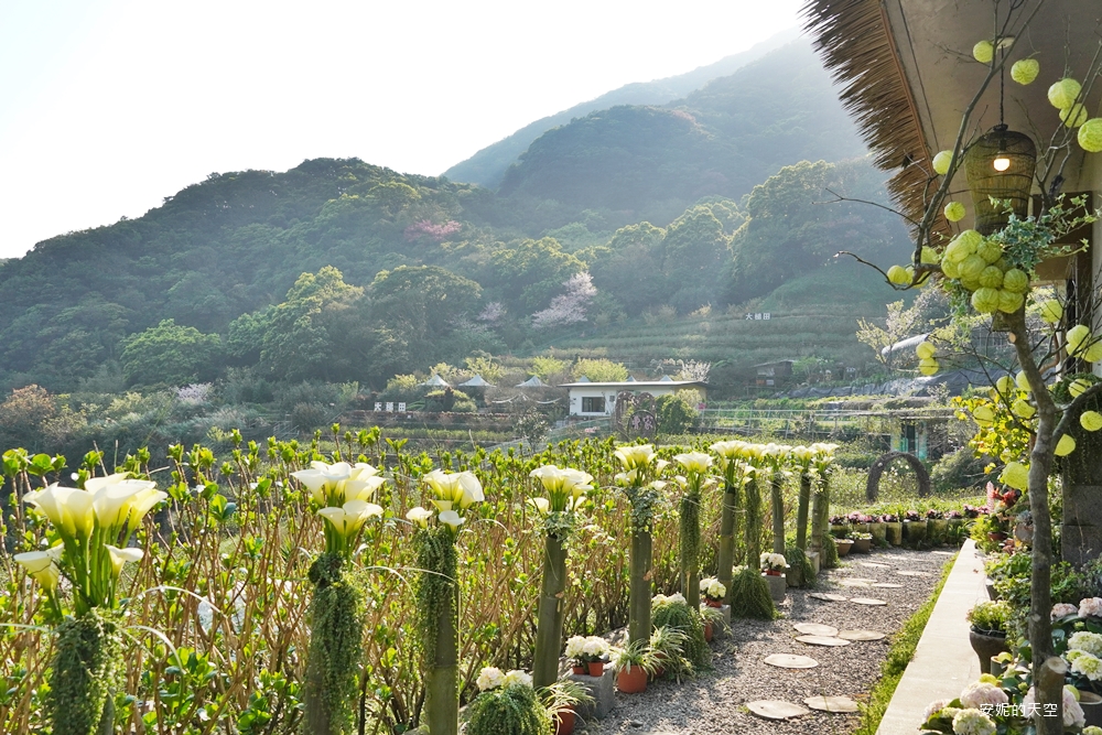 白色清新的海芋像是迎賓的天使們,歡迎我們的來到。