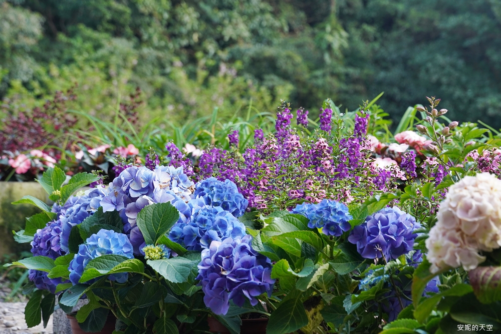 繽紛的繡球花像是禮物般微笑地迎接我們。