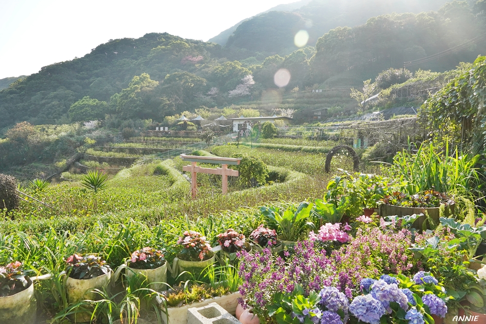 曹家花田香的花田是梯田狀,依偎在山谷間。