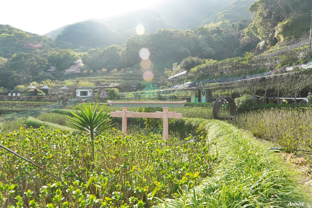 花田裡還有粉紅社的鳥居。