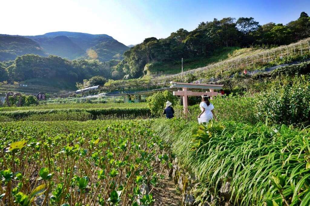 目前花田裡綠油油的都是繡球花以及金針花未開花的樣貌喔!