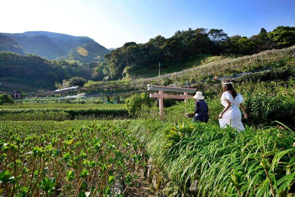 跟著女主人來一場花田的花草洗禮。