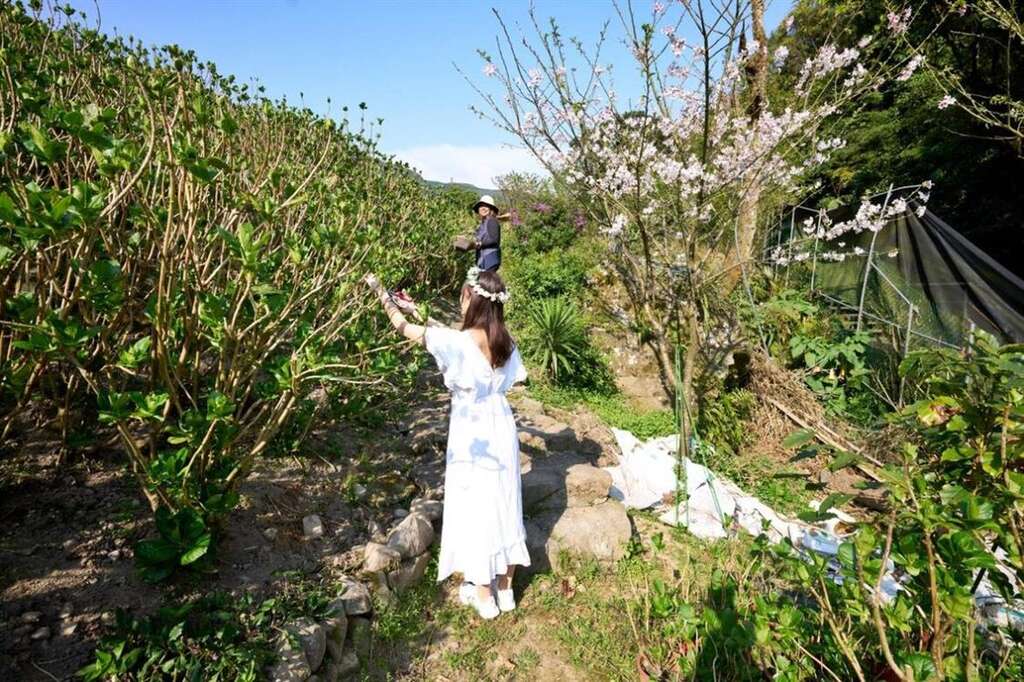 園區內還有美美的吉野櫻。