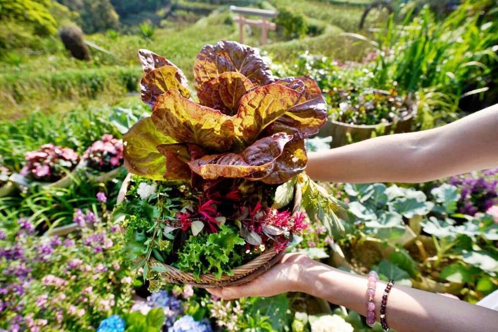 摘了滿籃的花花草草與生菜,除了裝飾外很多也可以食用。