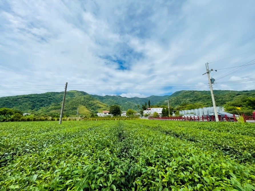 今日的天氣非常適合採茶，氣溫涼爽，非常舒適，而且遠眺可以欣賞花東美景，一不小心就分了神。
