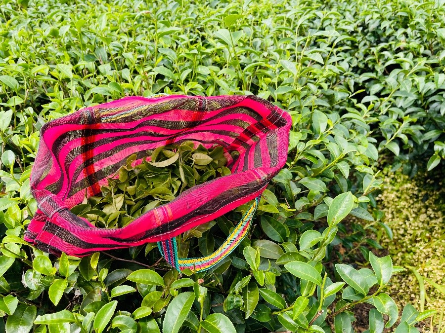 穿梭在茶園裡面的成果。