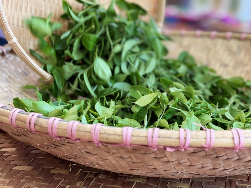 剛採收完的茶葉。