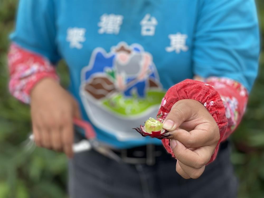 小老師的講解洛神花構造。