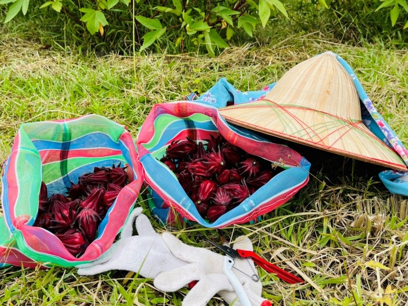 一會兒的功夫,滿滿裝了整袋洛神花。