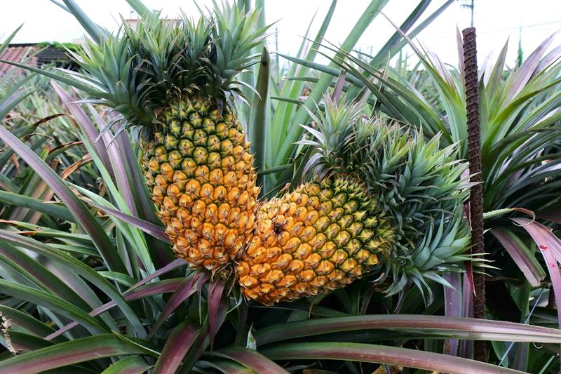 被孩子們戲稱「雙胞胎鳳梨」。