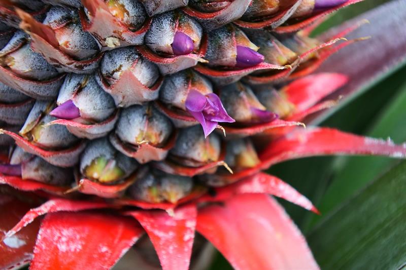 沒想到外觀粗曠的鳳梨會開出如此討喜的花朵。