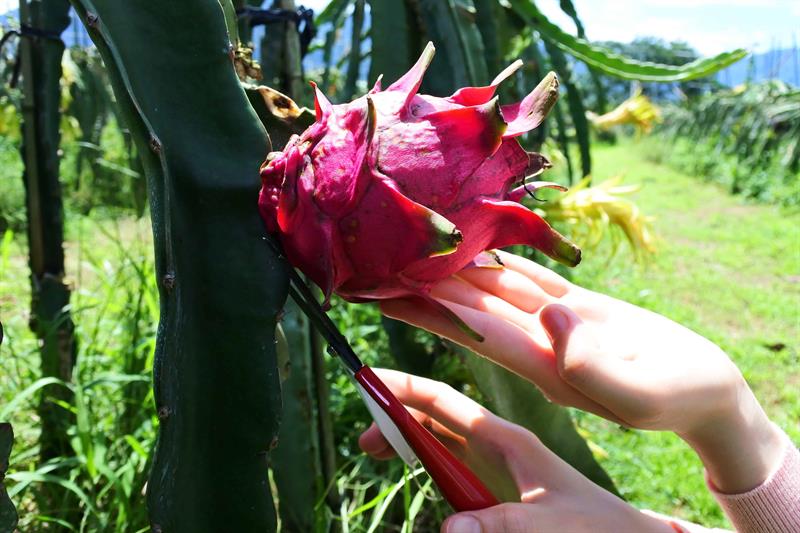 實在捨不得剪下去呀！