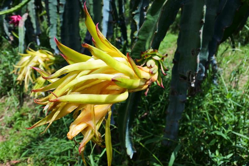 孩子們被一個形狀怪異的東西給吸引，原來是火龍果花！