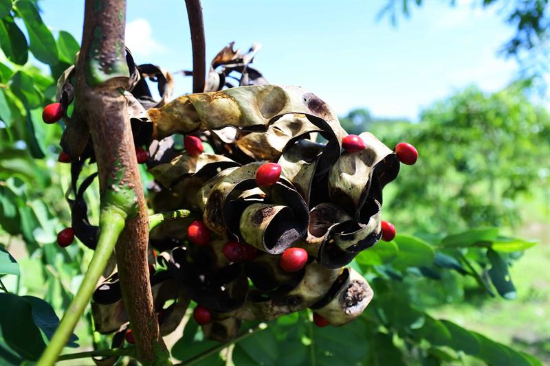 聽過相思豆，但你看過相思豆的豆筴嗎？