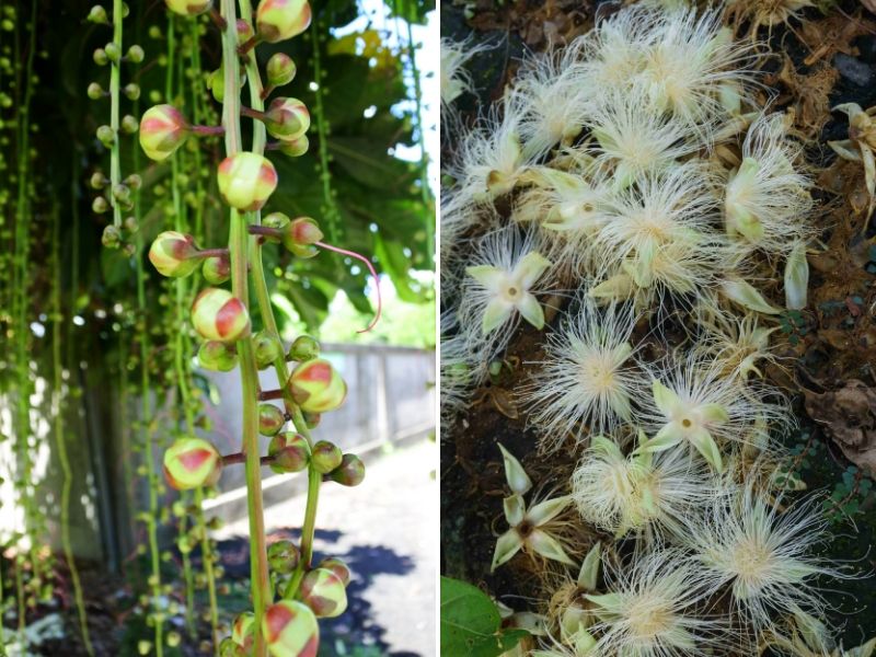 穗花棋盤腳夜間綻放,隔日凋零。