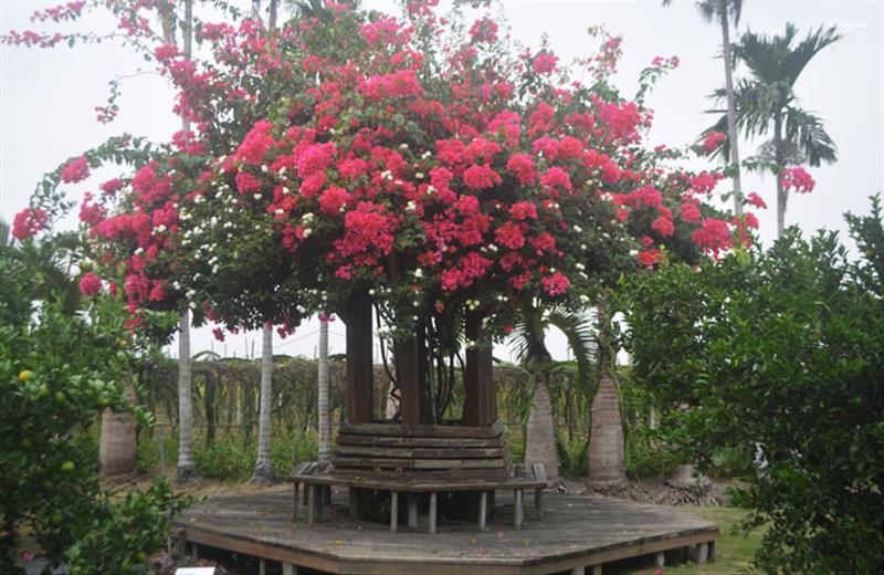 園區走到底盛開「紅色九重葛+白色馬櫻丹」紅白交叉非常的美，遊客可以坐著乘涼。