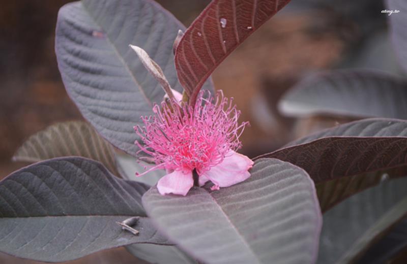 芭樂的粉色花超美。