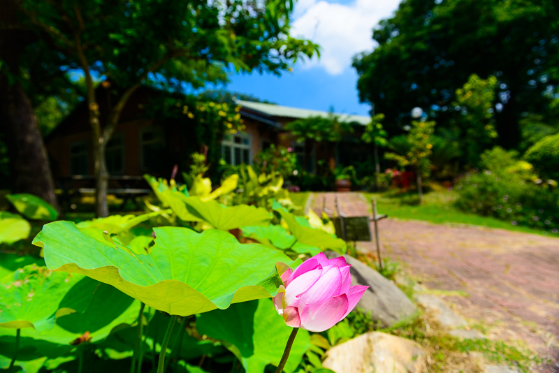 荷花漂亮，荷葉可用來做荷葉飯。