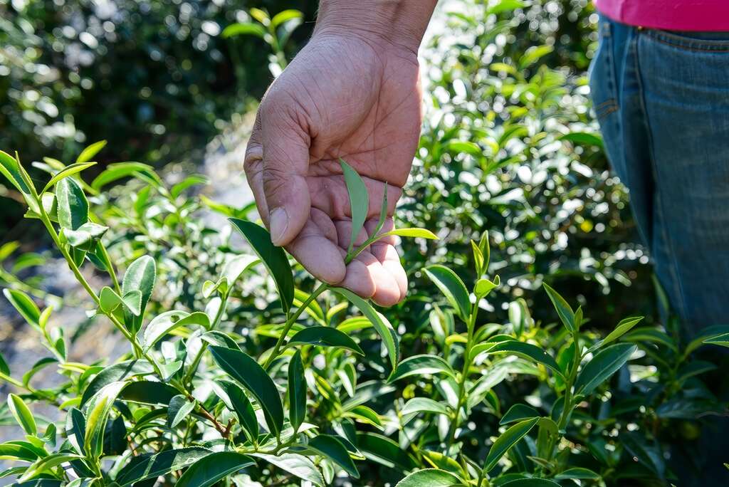 採茶就是要採一心二葉，如果還是看不懂，來參加採茶行程就對了。