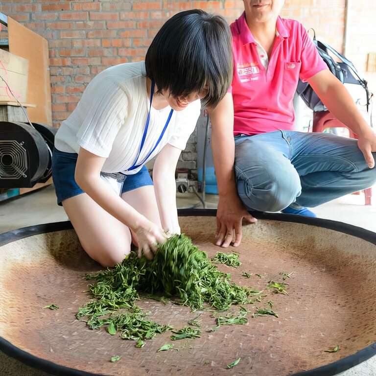 揉茶需要手勁和耐心。