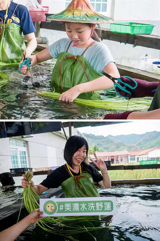 穿著青蛙裝本身就是個體驗,下水洗野蓮去