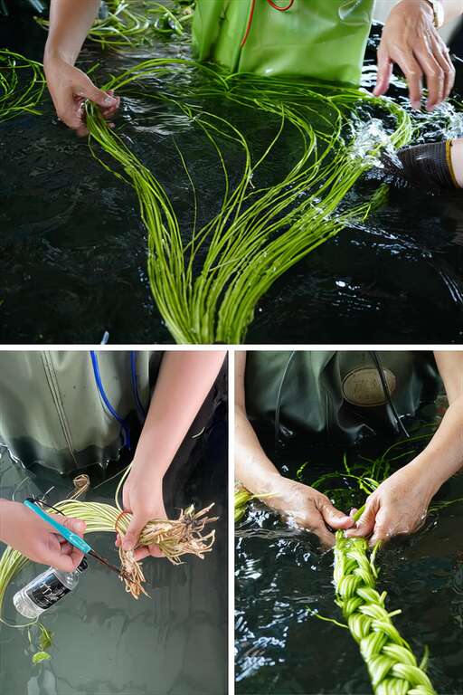 清洗、修整、綁成麻花辮三步驟,大人小孩體驗都沒問題