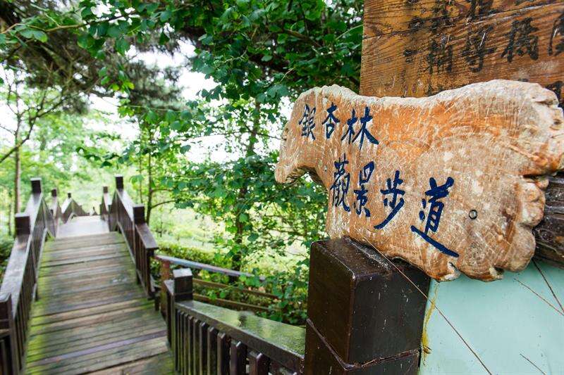 這條步道上有銀杏樹和茶園景觀，不到10分鐘就走完。