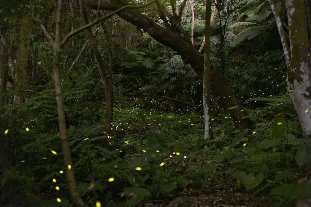 fireflies-3