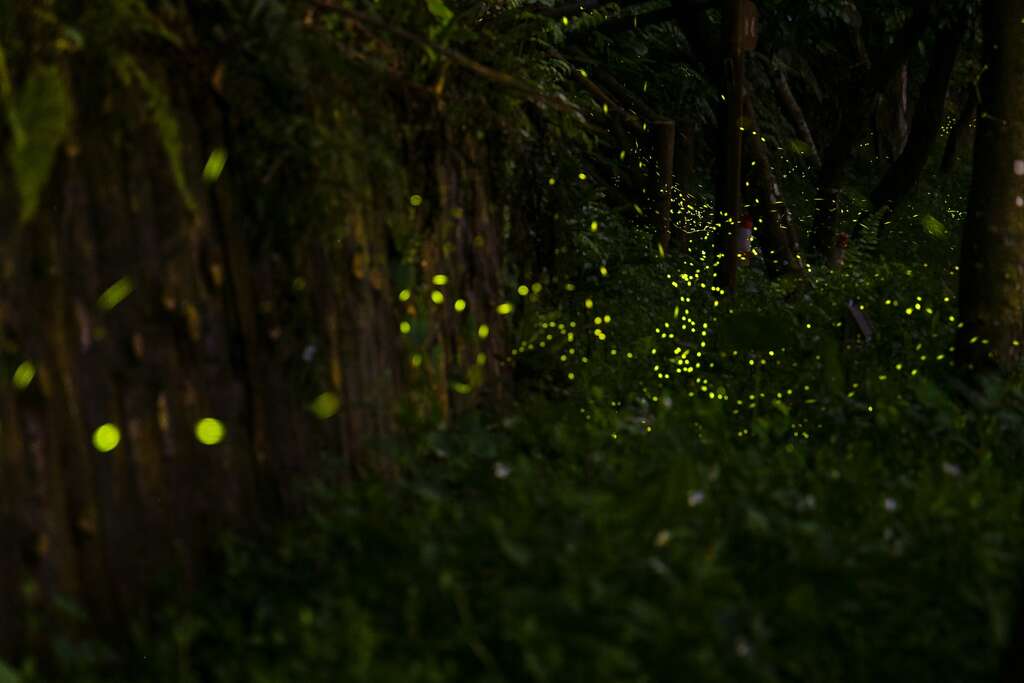 fireflies-4