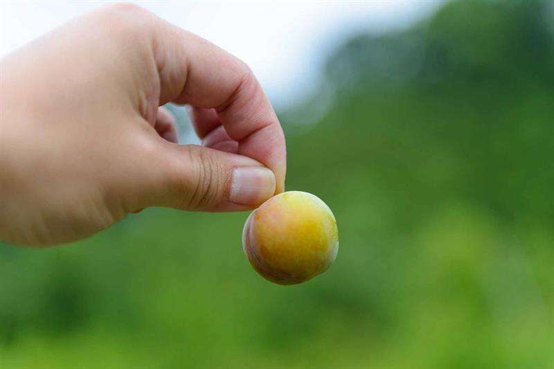 摘下直接入口的白玉李。