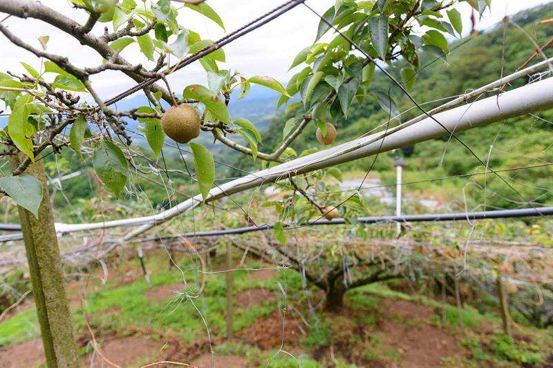 雲也居一果園內正在長大的梨子。