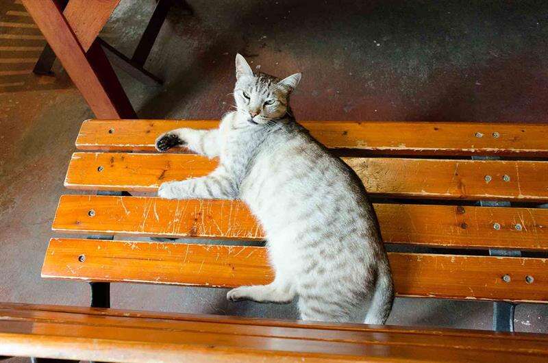 看見一隻貓正躺在椅子上，牠可是店內人氣指數甚高的公關部經理「一哥」喔!