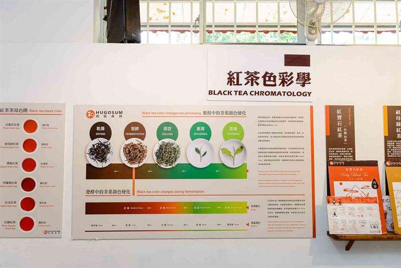 紅茶的色彩學，在製程中茶葉產生由淺漸深的色素變化。