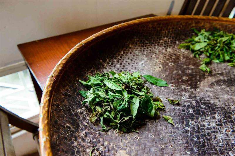 擺放茶葉的竹篩預備下午要進行的揉茶DIY活動。