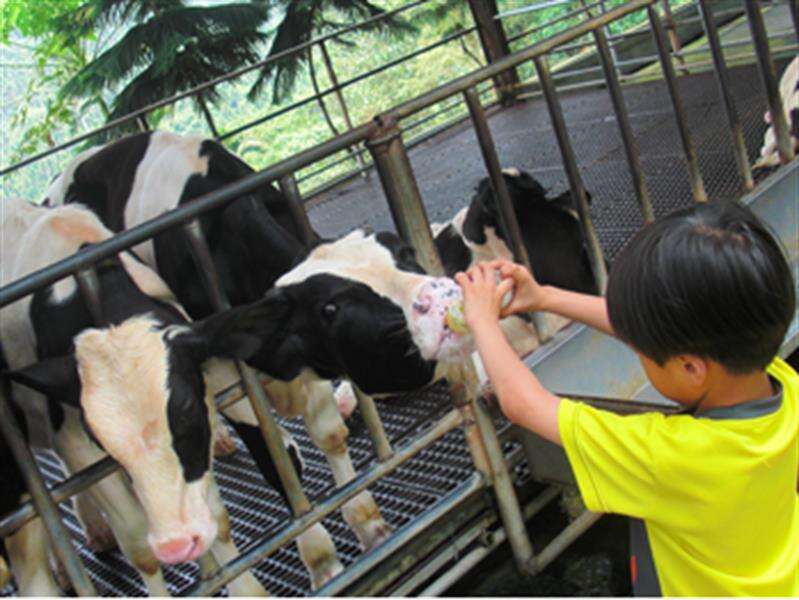 小朋友到「小牛ㄋㄟㄋㄟ體驗區」餵食小牛。