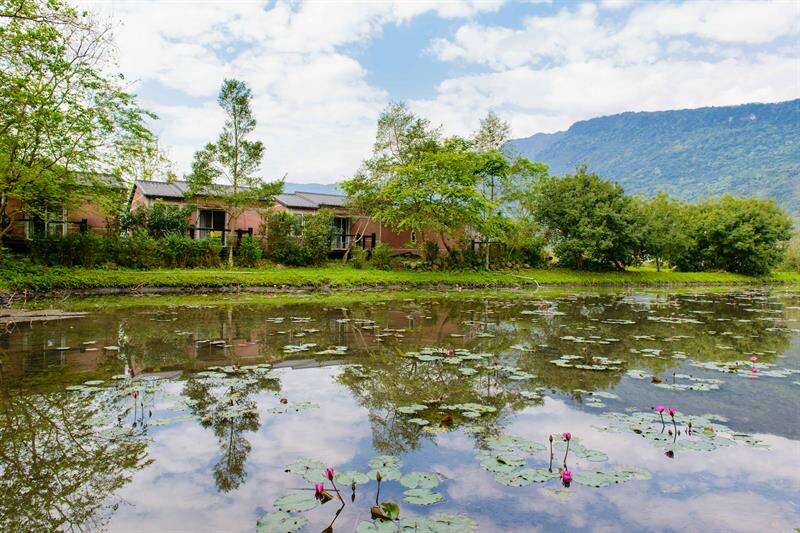 生態豐富的蓮花田。