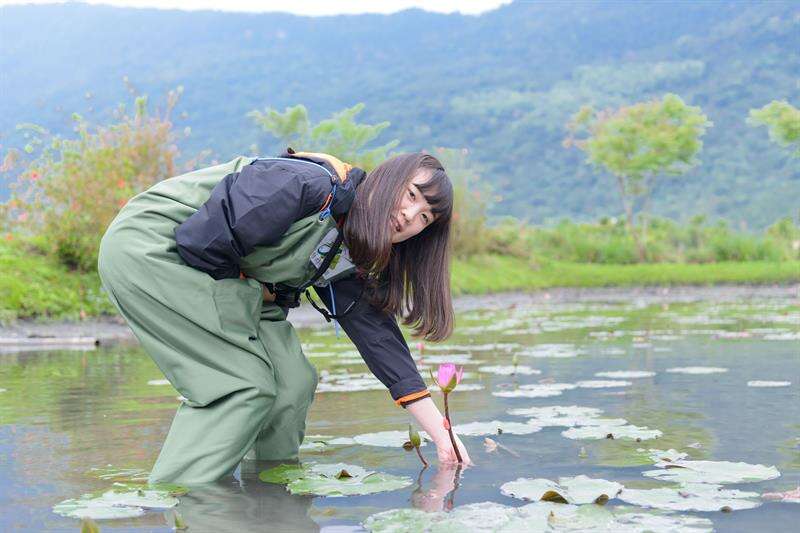下水到池中體驗採摘蓮花的樂趣。