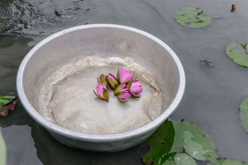 採到蓮花時立刻就能聞到散發出來的花香。