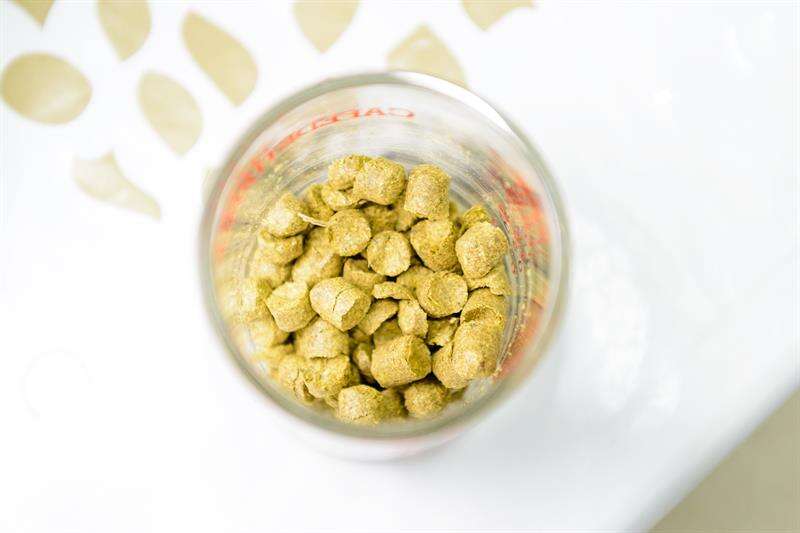 進口的乾燥啤酒花。