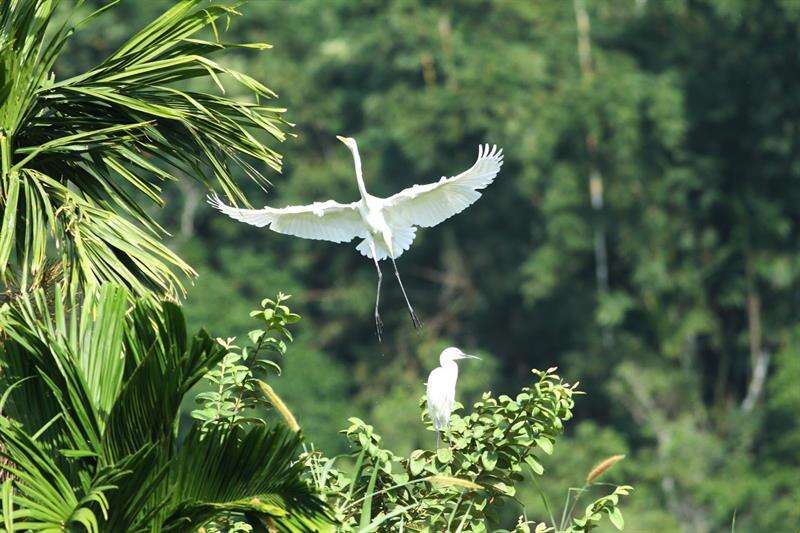 展翅高飛的白鷺。