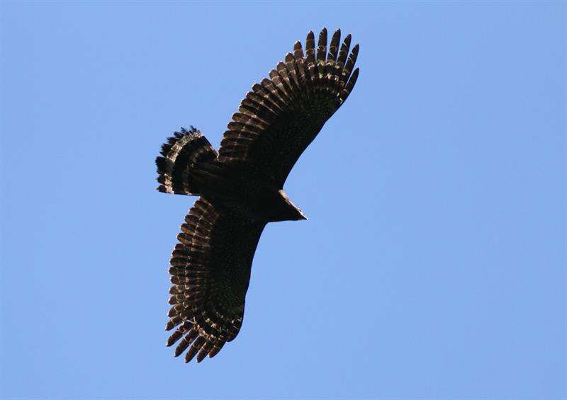盤旋在空中找尋獵物的大冠鷲。