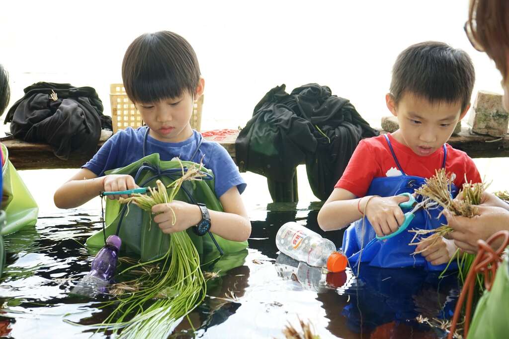 下水體驗洗野蓮