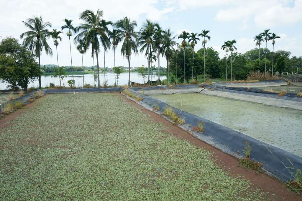 野蓮原本是中正湖中的野菜